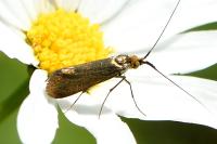 Nemophora metallica