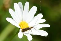 Nemophora metallica