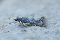 Elachista canapennella