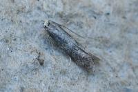 Elachista canapennella