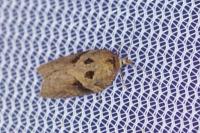 Acleris hastiana
