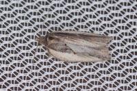 Acleris hastiana