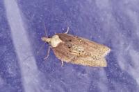 Acleris hastiana
