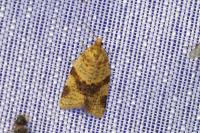 Epagoge grotiana