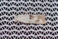 Elachista maculicerusella