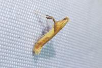 Caloptilia