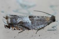 Ancylis sparulana
