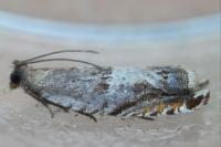 Ancylis sparulana