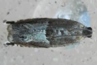 Ancylis sparulana