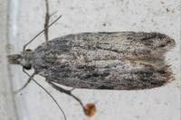 Anarsia