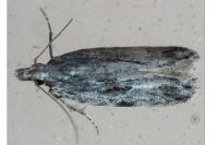 Anarsia