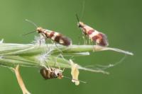 Micropterix aglaella