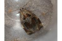 Archips crataegana