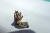 Zeiraphera isertana