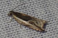 Ancylis apicella