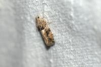 Eudemis profundana