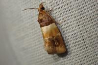 Epinotia festivana