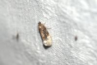 Hedya nubiferana