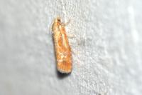 Rhyacionia buoliana