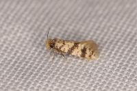 Eumasia parietariella