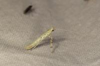 Povolnya leucapennella