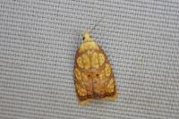 Acleris bergmanniana