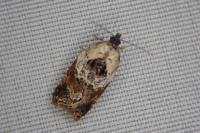 Acleris variegana