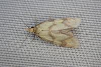 Agapeta hamana