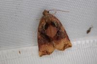 Archips podana