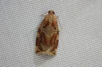 Archips xylosteana