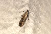 Carpatolechia decorella