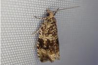 Celypha lacunana