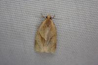 Clepsis rurinana