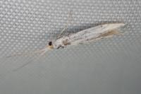 Coleophora