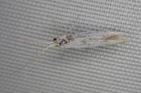 Coleophora