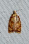 Acleris bergmanniana