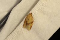 Clepsis consimilana