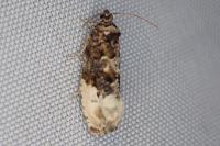 Hedya nubiferana