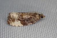 Hedya pruniana
