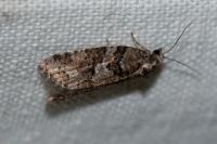 Cnephasia