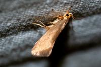 Crassa unitella