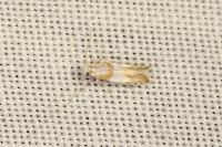 Phyllonorycter roboris