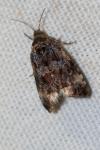 Endothenia