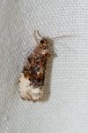 Hedya nubiferana