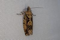 Zeiraphera isertana