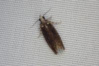 Zeiraphera isertana