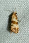 Phalonidia contractana