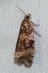 Celypha lacunana