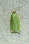 Tortrix viridana