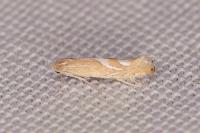 Phyllonorycter endryella